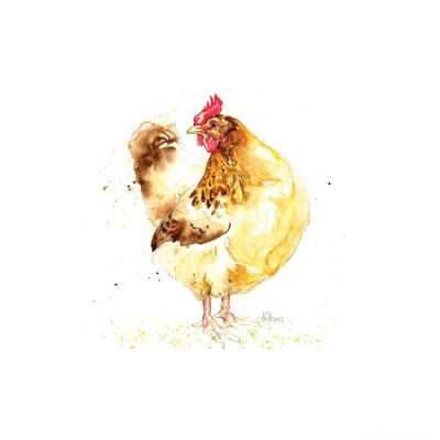 英国鸡家禽插画-Amy Holliday插画师作品-British Chickens Series---酷图编号1026676