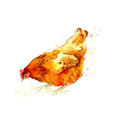 英国鸡家禽插画-Amy Holliday插画师作品-British Chickens Series---酷图编号1026679