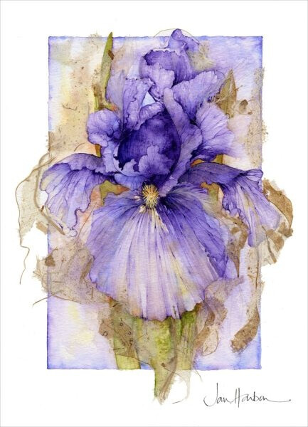 Gorgeous iris ~ by Jan Harbon