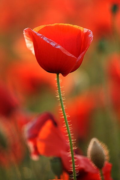 A Poppy such an underated flower, full of crimson beauty, and poignant meaning