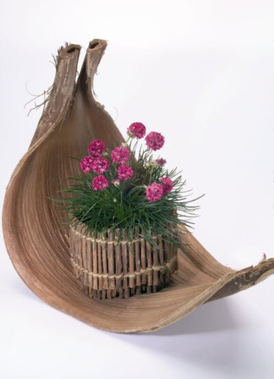 如图种2株海石竹（Armeria martima），绿叶粉花植于迷你木筐之中，饰以帆形树皮，融简洁别致于高雅。自然界其实有很多种美，就看您是否善于去发掘。海石柱是宿根早春花卉，管理较为简单。