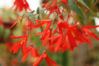 玻利维亚海棠（上图），拉丁名Begonia boliviensis，起源于玻利维亚而得名。1864年由Richard Pearce发现并首次引入欧洲，较常规球根海棠耐热目前在欧洲已十分普及，扦插品种为主，中国还很少见