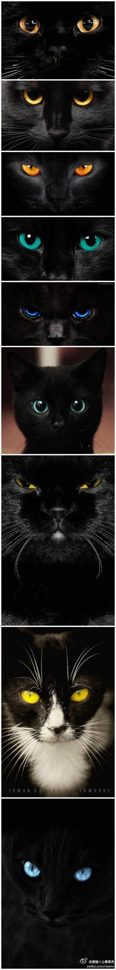 黑猫之眼！