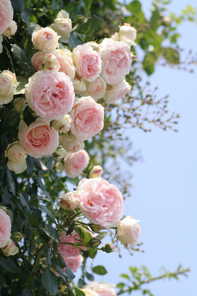 我爱你如蔷薇花、蔷薇、花、治愈系、野蔷薇