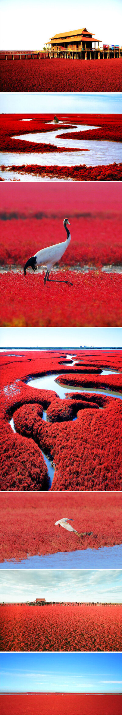 这鲜艳的一片红不是PS出来滴，而是离北京500多公里的辽宁盘锦，现在长得正好的世界奇观“红海滩”！去过的筒子们来说说，这也太壮观了吧