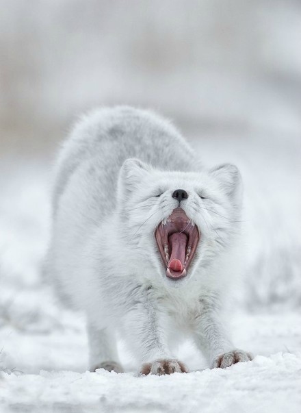 雪地精灵，如此美丽 如此鬼魅。