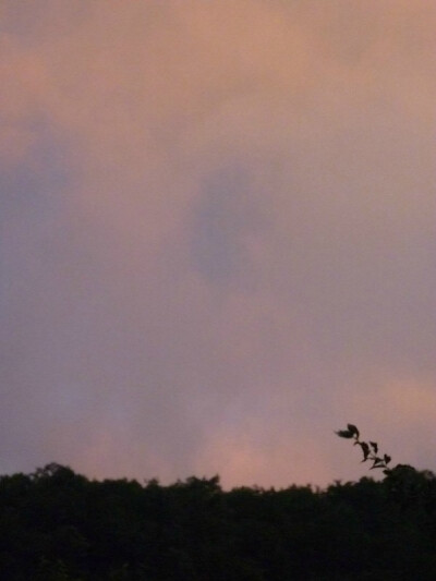 散布早霞的天空当背景，下面的就像极了独具风格的剪纸 rosy clouds of dawn!