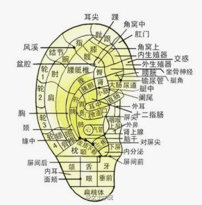 #养生课#【常搓耳廓能养颜】五脏六腑，十二经脉有络于耳，耳朵联系着全身每一个器官。常搓耳廓可养颜。方法：双手掌轻握双耳廓，先从前向后搓49次，再从后向前搓49次，使耳廓皮肤略有潮红，局部稍有烘热感为度，每日…