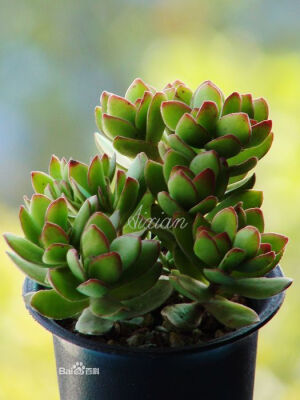 天狗之舞，Crassula dejecta  景天科青锁龙属。多年草本生，茎多分枝，丛生，圆柱形，节间短，肉质，上有气生根。幼苗叶为幼树状；叶厚，粉赭色，表面被白粉，略带紫色晕。喜阳光，耐干旱，不耐寒。要求排水良好的砂质土壤。