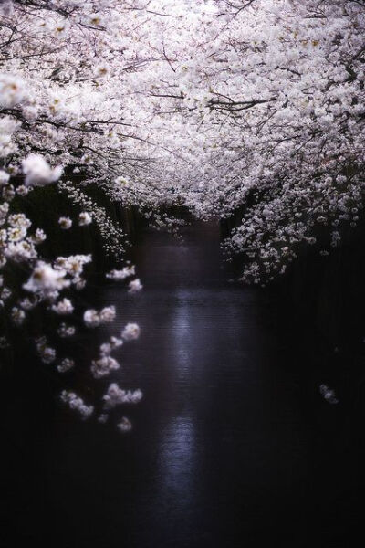 樱花雨。