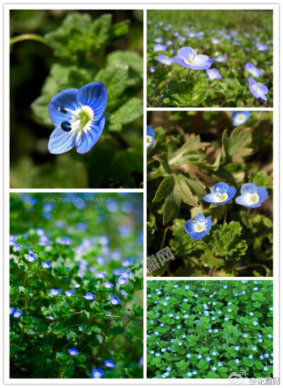 你一定在田间、路旁见过这种四瓣的蓝色小花。但你知道它的名字吗？【阿拉伯婆婆纳】-玄参科一年至二年生草本植物，原产于西亚、欧洲，南方地区春夏季常见的田间杂草，可供药用。阿拉伯婆婆纳是入侵植物，但只要不长…