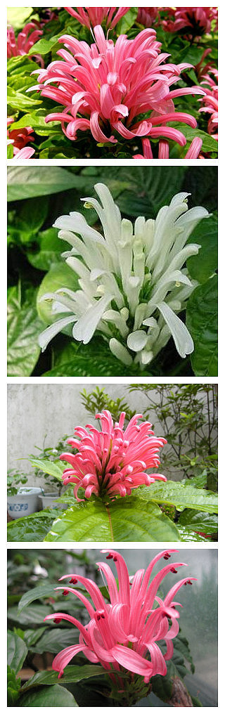 珊瑚花又叫巴西羽花 一位医学教授发现了这种植物，因其花的形状类似珊瑚而得名。珊瑚花的茎非常好看，而且分支就像是被打磨过一样。整个树枝上开满了黄豆粒大的花朵，看上去像是花朵，其实是变了色的花萼。叶子是有…
