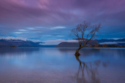 Photograph Wanaka Tree by Michael Cockerill on 500px