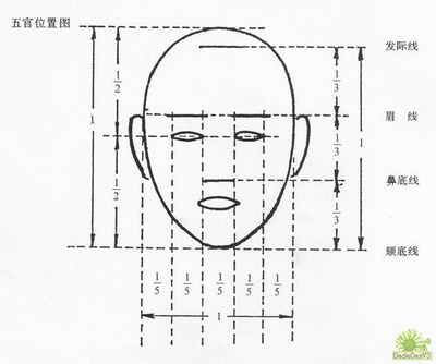 头部比例