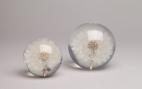 Dandelion paperweight