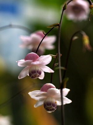 莲花升麻，很漂亮的植物，可惜只是日本独有·