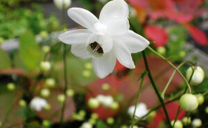 莲花升麻，很漂亮的植物，可惜只是日本独有·