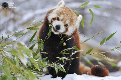 奥地利摄影师Josef Gelernter在维也纳Tiergarten Schönbrunn动物园捕捉到两只可爱的小熊猫相互过招的情景