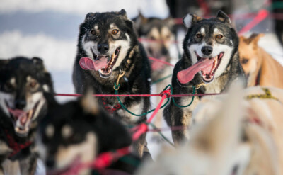 每年在阿拉斯加举办的，著名的艾迪塔罗德狗拉雪橇比赛开赛前，雪橇狗们在铺满草料的暖窝里等候着。比赛一旦开始，65个雪橇队就要向1000多英里之外的终点冲击，整条路程需要八到十五天，茫茫冰原中，这是对橇夫和雪橇…