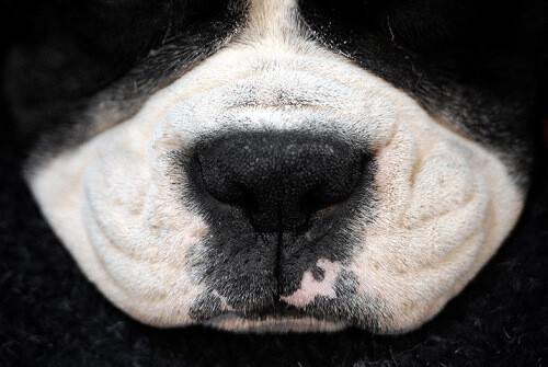 英国克鲁夫兹犬展中，一只德国拳师犬的鼻子。   Photograph: Carl Court