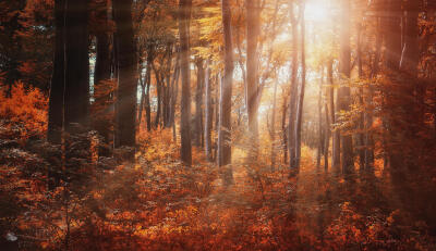 Photograph Wake-Up Call by Ildiko Neer on 500px