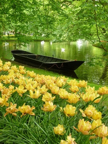 库肯霍夫，荷兰——欧洲花园。