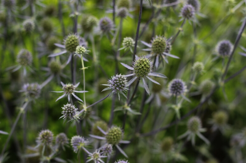 高山刺芹eryngiumagavifolium