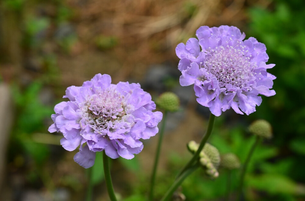 蓝盆花 轮峰菊 松虫草