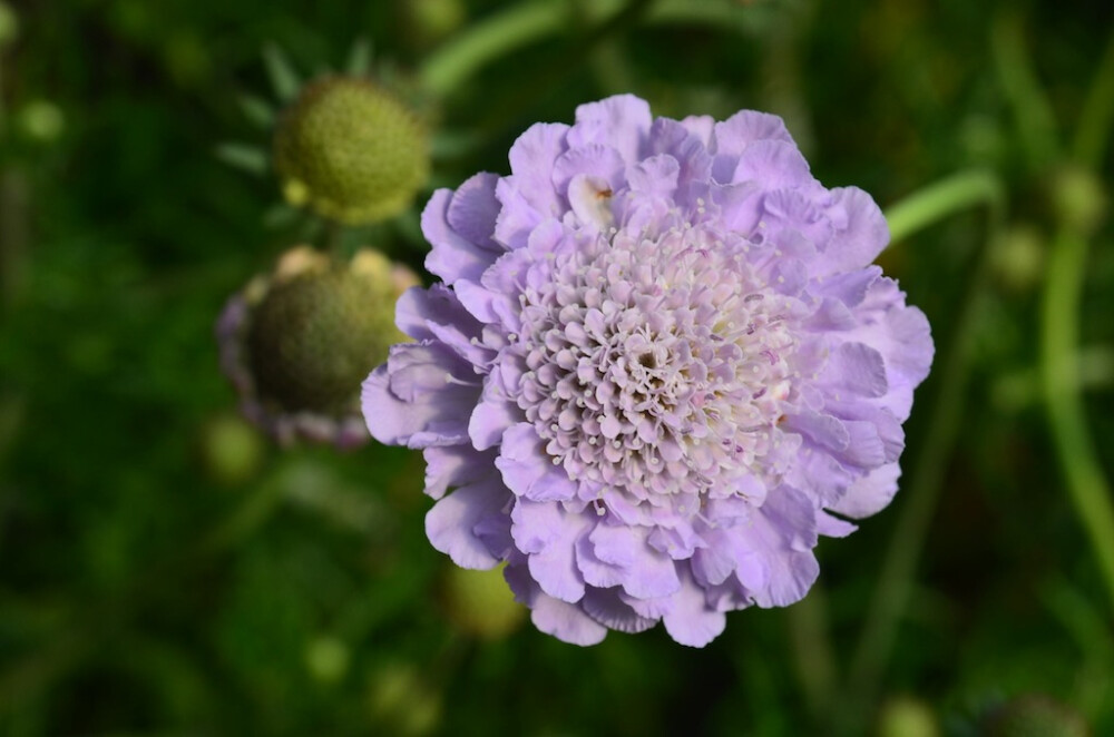 蓝盆花 轮峰菊 松虫草