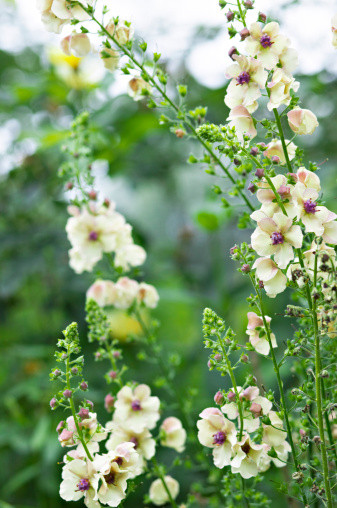 「早安,生日花」 7.30 白色毛蕊花