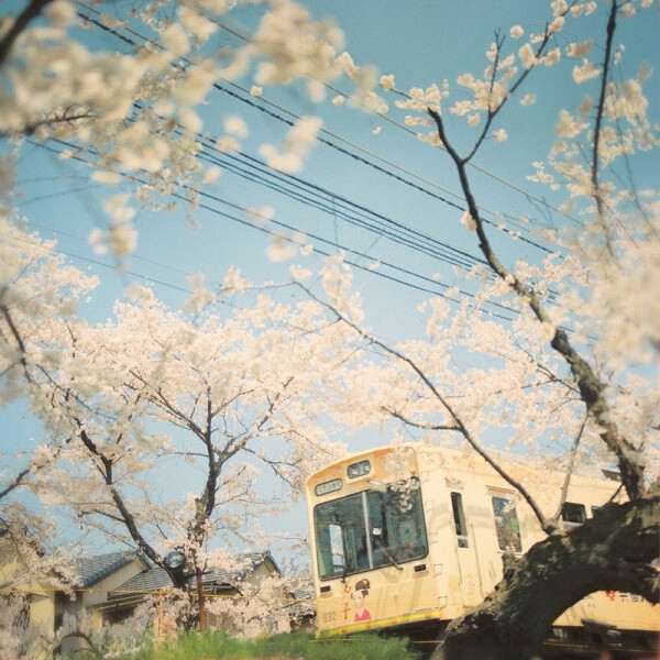 森女摄影 桜の七日