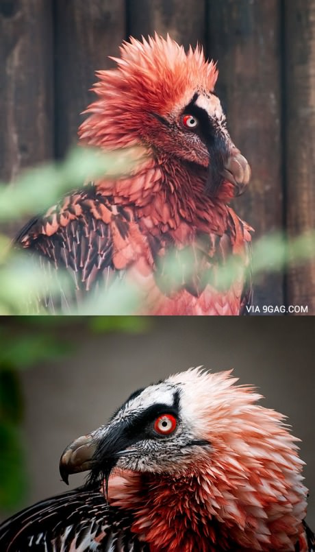 Red Bearded Vulture - That creature is a living artifact!