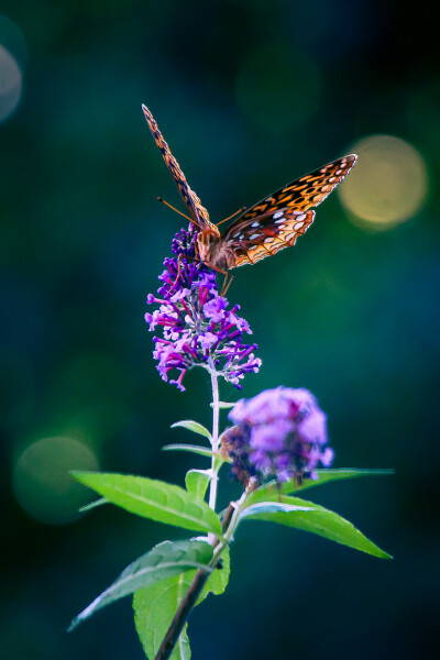 Photograph Great Spangled Fritillary by Steven Madden on 500px