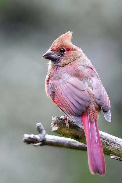 Photograph Young Cardinal by Ernesto Franklin on 500px