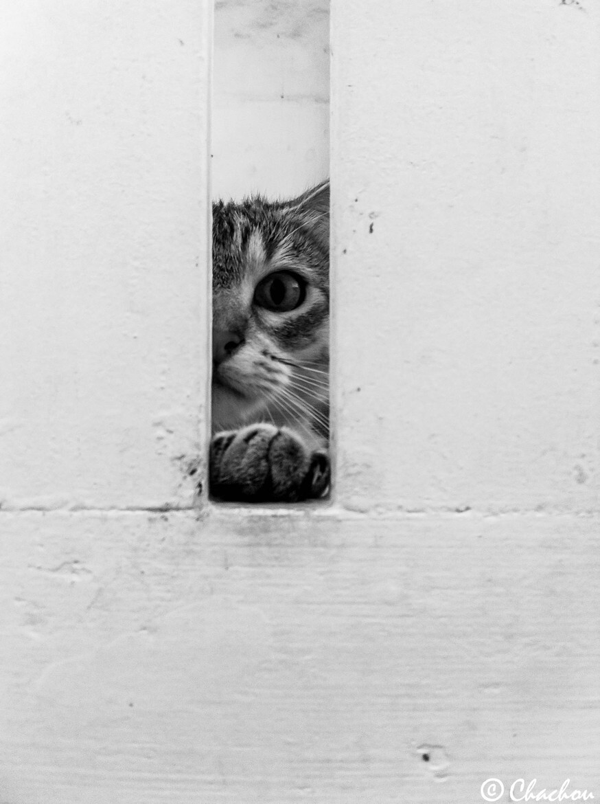 Photograph Hidden Cat by Charlotte Raynaud on 500px