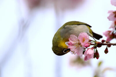 Photograph A green bird &amp; pink flowers by Kay PH on 500px