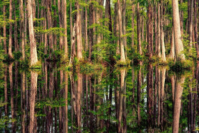 Photograph Cypress Reflections by Dirk Seifert on 500px