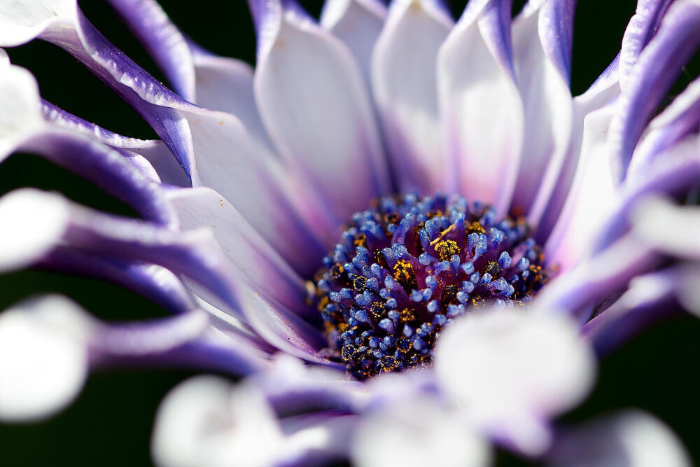 Photograph Spoon Daisy (Osteospermum) by Steve Roberts on 500px