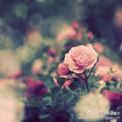 Don't make the choice if you dislike, once you make the decision, please hold on. ——不喜欢就不要选择，选择了就要坚持。