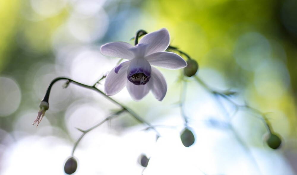 Anemonopsis macrophylla。莲花升麻。