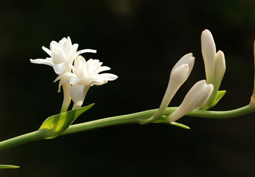 Polianthes tuberosa。晚香玉。