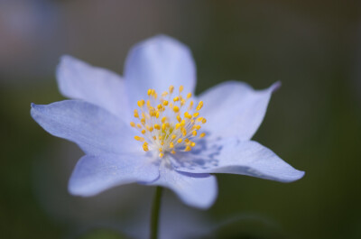 Anemone nemorosa。栎林银莲花。