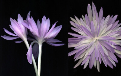 Colchicum Waterlily。睡莲秋水仙。