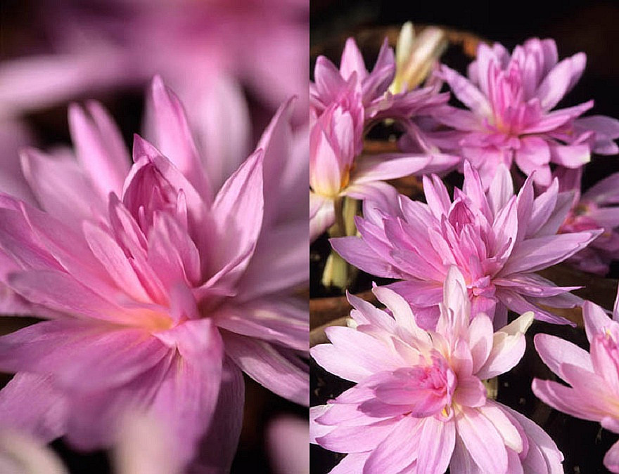 Colchicum Waterlily。睡莲秋水仙。