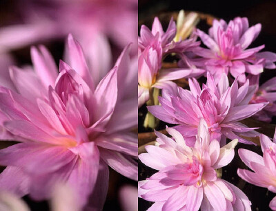 Colchicum Waterlily。睡莲秋水仙。