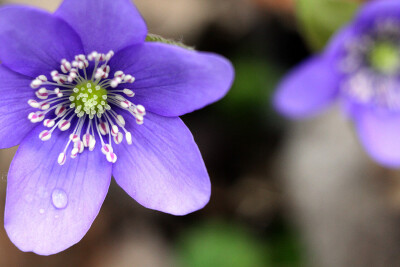 Hepatica nolilis。雪割草。