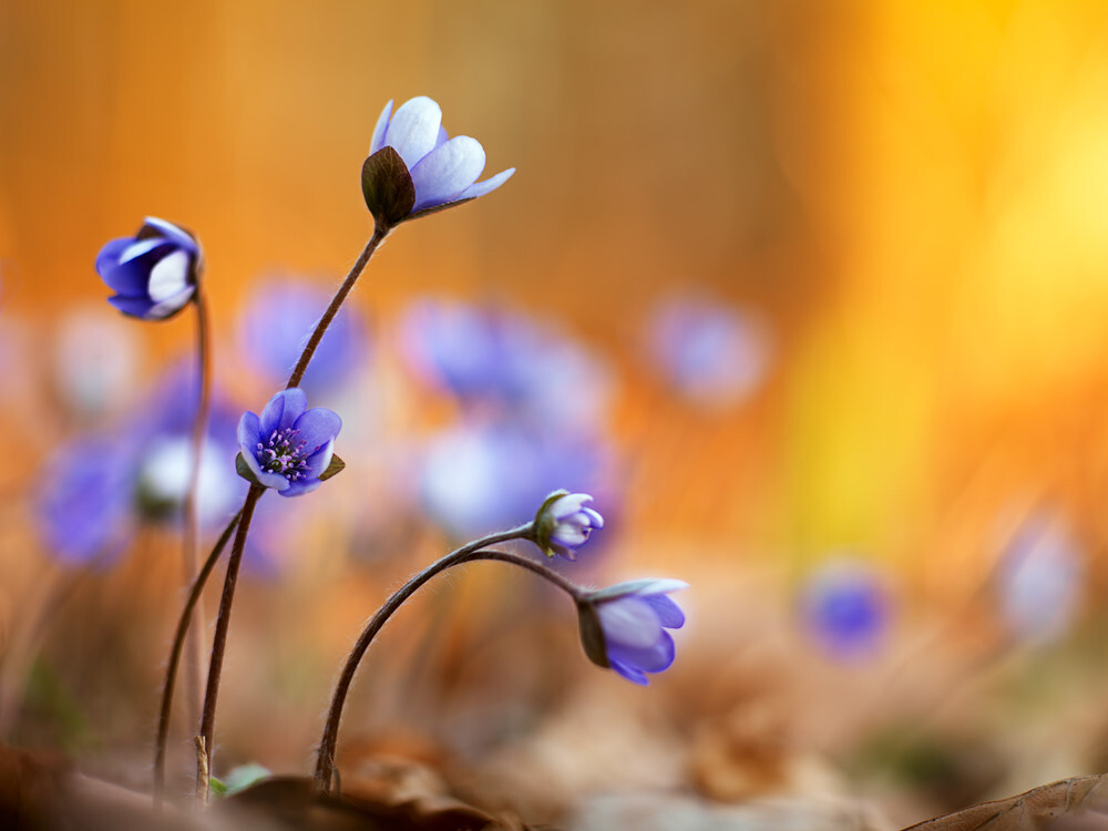 Hepatica nolilis。雪割草。