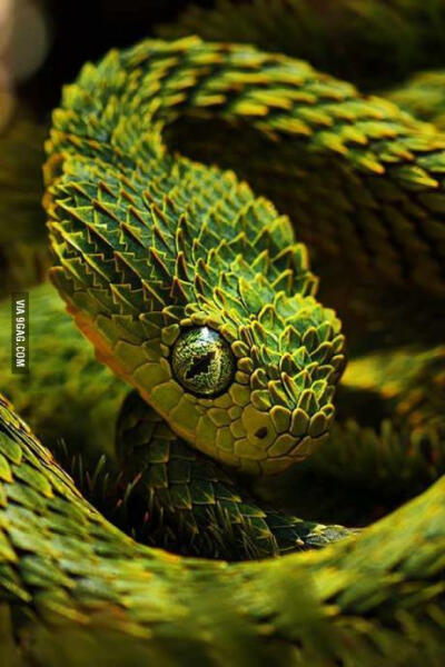 Super photo genetic snake