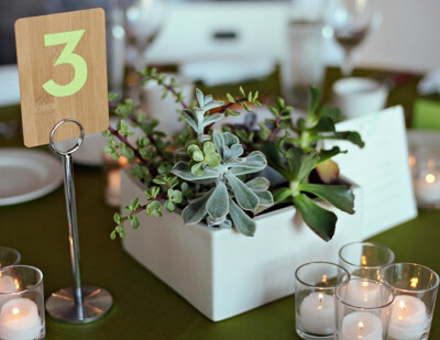 succulent, centerpiece, reception decor