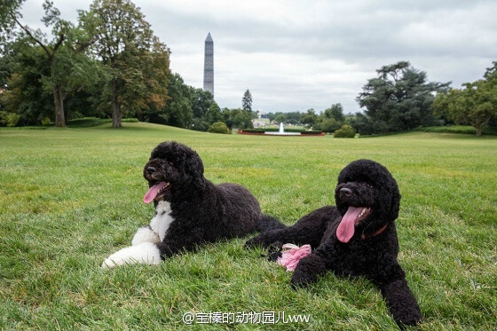 在Bo之后，白宫又新添了一只葡萄牙水犬Sunny~精力充沛、健康和友善。它们和儿童相处得非常好，养这种狗需要大量运动，这对与爱健身的奥巴马来说特别好。此外，奥巴马夫妇选择葡萄牙水犬是因为他们的大女儿马莉娅有过敏症，而这种狗不易掉毛。【图1为动图。】www.whitehouse.gov